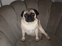 Pug mops 0 numara