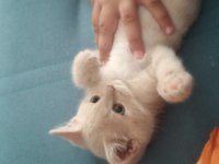 6 aylık aşıları tam erkek british shorthair