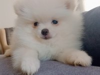 Pomeranian boo erkek yavru
