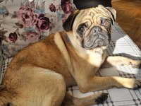 2 yaşında yetişkin pug