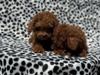 Show Kalite Tea Cup Kore Poodle Yavrumuz