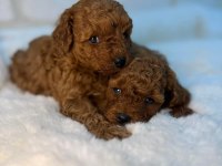 Kuşadasının En İyisi Teacup Toy Poodle Yavrular