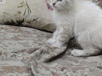 Scottish fold 2,5 aylık