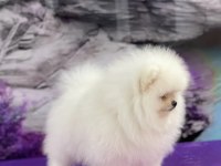 Ayı surat Pomeranian Boo yavrularımız