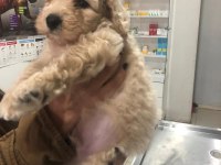 Apricot toy poodle erkek