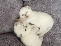 Bal surat british shorthair