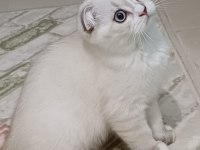 Scottish fold bebeklerime yuva arıyorum