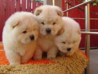 Irk Ve Sağlık Garantili Chow Chow Bebekler