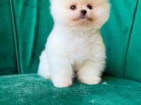 ORJİNAL GÜLER YÜZLÜ MALTİPOO