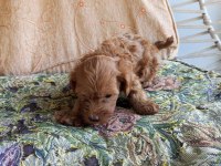 Maltipoo Yavruları