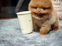 AA Kalite Safkan Pomeranian Oğlumuz