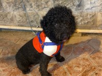 SİYAH DİSİ MİNYATÜR POODLE KİZANDA SU AN