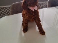 Minik toy poodle kızımız