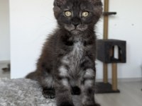 Black smoke erkek üst kaliteli maine coon