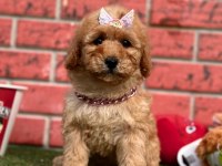 Sevimli Toy Poodle Yavrularımız