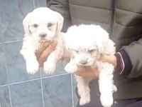 Maltese yavrular 0 numara