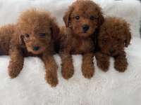Toy Poodle Erkek 50 Günlük