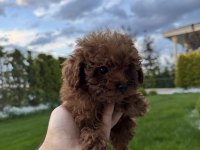 50 GÜNLÜK KORE RED BROWN POODLE ERKEK