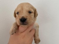 Golden Retriever yavrularımız ırk garantilidir