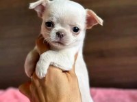 White chihuahua TEACUP mini boy yavrular GELDİ
