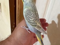 31 GÜNLÜK ÇEKOSLOVAK BEBEK MUHABBET KUŞU