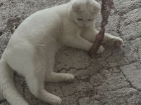 1,5 yaşında oyuncu sağlıklı scottish fold