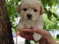 Maltipoo