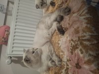 Scottish Fold