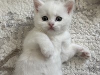 Böyle British Shorthair Güzellik Yok