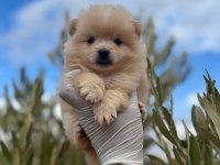 Pomeranian Boo Dişi Erkek Yavrular