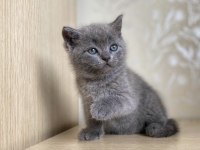 Orjinal ev doğumlu british kedi