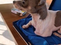 12 aylık erkek chihuahua cipli full asli karneli