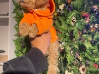 Safkan efsane poodle yavrularımız yeni yuvalarını bekliyor