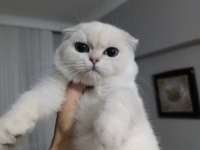 Scottish fold silver point oğlumuz