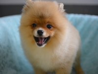 BEBEKLER BEBEĞİ POMERANİAN BOO