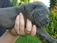 CANE CORSO YAVRULARI MÜKEMMEL ARAYANLARA