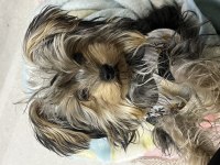 Yorkshire terrier köpeği