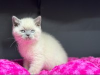 A kalite teslime hazır british shorthair yavrularımız