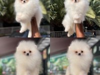 Pomeranian yavrularımız sizlerle