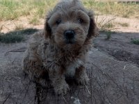 POODLE GİBİ SEVİMLİ MALTİPOO BEBEKLERİMİZ