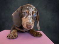 Mavi Gözlü Dachshund Yavruları