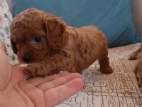 Safkan Toy Poodle bebekler ev üretimi Çorlu