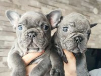 Blue Irk Garantili Fransız Bulldog Yavrular