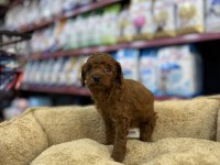 TEACUP ERKEK POODLE YAVRU KÖPEĞİMİZ