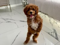 3,5 Aylık Toy Poodle Ped Eğitimli