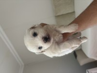 Maltese terrier yavrular