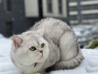 Asil British Shorthair