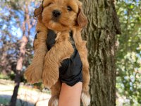 MALTİPOO DİŞİ ERKEK 