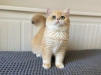 Özel hissettiren golden british shorthair kedim