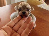 Muhteşem Morkie bebeklerimiz